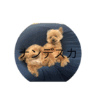 テンチャン（個別スタンプ：1）