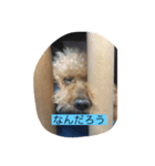 テンチャン（個別スタンプ：4）