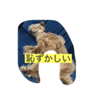 テンチャン（個別スタンプ：6）