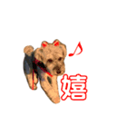 こんにちはシュガーです（個別スタンプ：1）