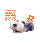 こんにちはシュガーです（個別スタンプ：7）