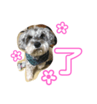 こんにちはシュガーです（個別スタンプ：8）