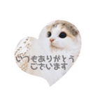 こむぎさん 感謝スタンプ（個別スタンプ：1）