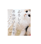 こむぎさん 感謝スタンプ（個別スタンプ：2）