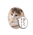 こむぎさん 感謝スタンプ（個別スタンプ：4）