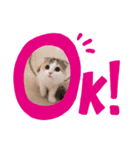 こむぎさん 感謝スタンプ（個別スタンプ：6）