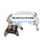 ジャックラッセルテリアのまりもPart2（個別スタンプ：6）