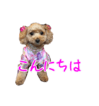 私のワンコ〜（個別スタンプ：2）