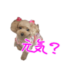 私のワンコ〜（個別スタンプ：3）