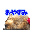 私のワンコ〜（個別スタンプ：5）