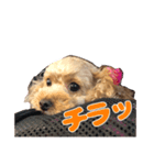私のワンコ〜（個別スタンプ：6）