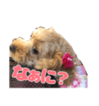 私のワンコ〜（個別スタンプ：7）