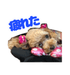 私のワンコ〜（個別スタンプ：8）