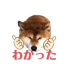 モコしろ参上〜番外編 ゴン太だよ（個別スタンプ：1）