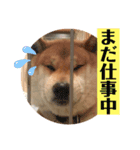 モコしろ参上〜番外編 ゴン太だよ（個別スタンプ：4）