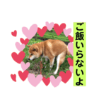 モコしろ参上〜番外編 ゴン太だよ（個別スタンプ：6）