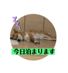 モコしろ参上〜番外編 ゴン太だよ（個別スタンプ：7）