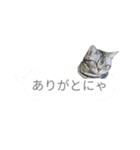 ぷりんちゃんのスタンプ集（個別スタンプ：4）