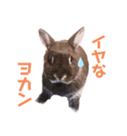 mokostory（個別スタンプ：1）