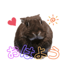 mokostory（個別スタンプ：5）