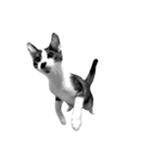 猫写真スタンプ（白黒）（個別スタンプ：1）