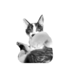 猫写真スタンプ（白黒）（個別スタンプ：2）