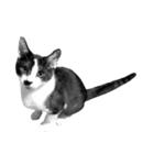 猫写真スタンプ（白黒）（個別スタンプ：3）