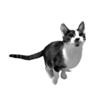 猫写真スタンプ（白黒）（個別スタンプ：4）
