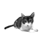 猫写真スタンプ（白黒）（個別スタンプ：5）