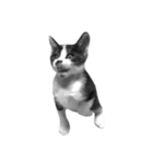 猫写真スタンプ（白黒）（個別スタンプ：6）