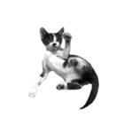 猫写真スタンプ（白黒）（個別スタンプ：7）
