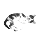 猫写真スタンプ（白黒）（個別スタンプ：8）