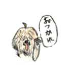コロちゃま（個別スタンプ：3）