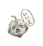 コロちゃま（個別スタンプ：8）