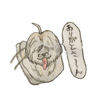 コロちゃま（個別スタンプ：9）