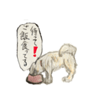 コロちゃま（個別スタンプ：13）