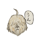 コロちゃま（個別スタンプ：19）