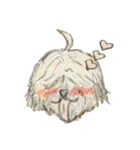 コロちゃま（個別スタンプ：20）
