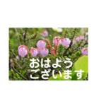 こころ休まる花と風景(12)（個別スタンプ：1）
