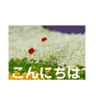 こころ休まる花と風景(12)（個別スタンプ：2）