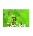 こころ休まる花と風景(12)（個別スタンプ：5）