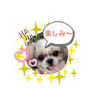 愛犬 シーズー 茶美 3（個別スタンプ：1）