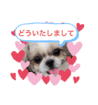 愛犬 シーズー 茶美 3（個別スタンプ：2）