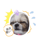 愛犬 シーズー 茶美 3（個別スタンプ：4）