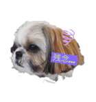 愛犬 シーズー 茶美 3（個別スタンプ：5）