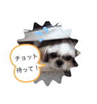 愛犬 シーズー 茶美 3（個別スタンプ：8）