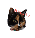 三毛猫みいこさん（個別スタンプ：1）