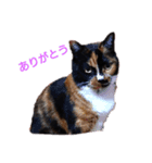 三毛猫みいこさん（個別スタンプ：2）