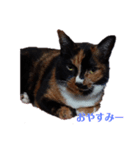 三毛猫みいこさん（個別スタンプ：3）