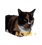 三毛猫みいこさん（個別スタンプ：4）
